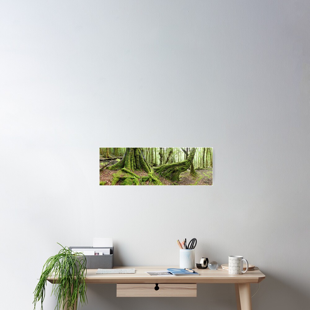 Mossy Myrtle Forest, Cradle Mountain, Tasmania Poster