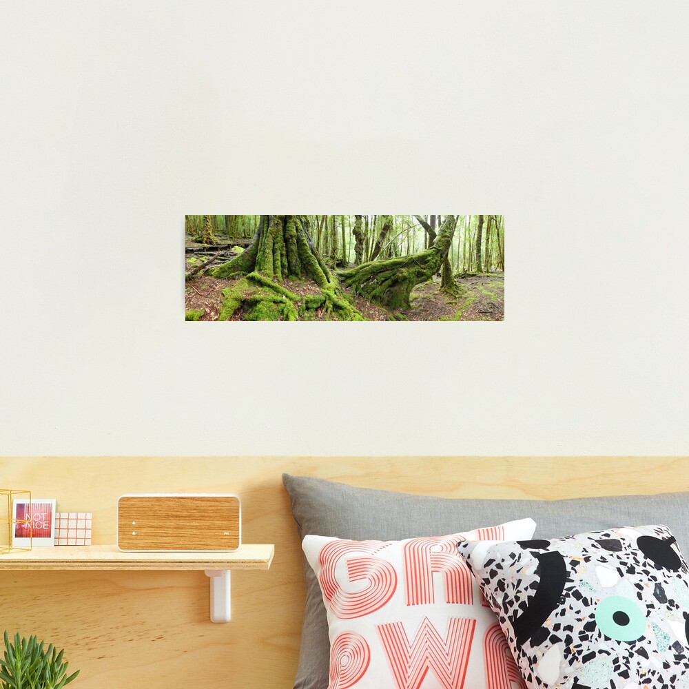 Mossy Myrtle Forest, Cradle Mountain, Tasmania Photographic Print