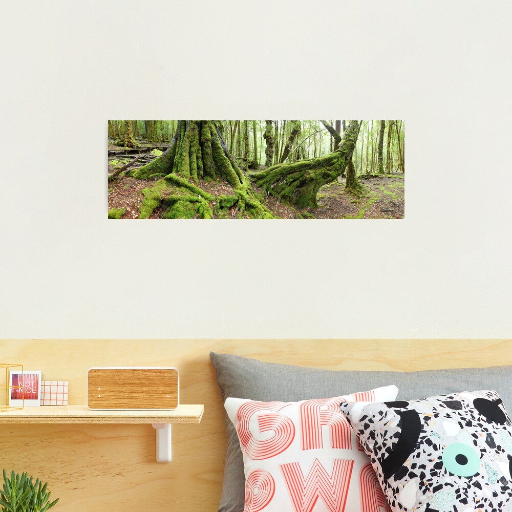 Mossy Myrtle Forest, Cradle Mountain, Tasmania Photographic Print