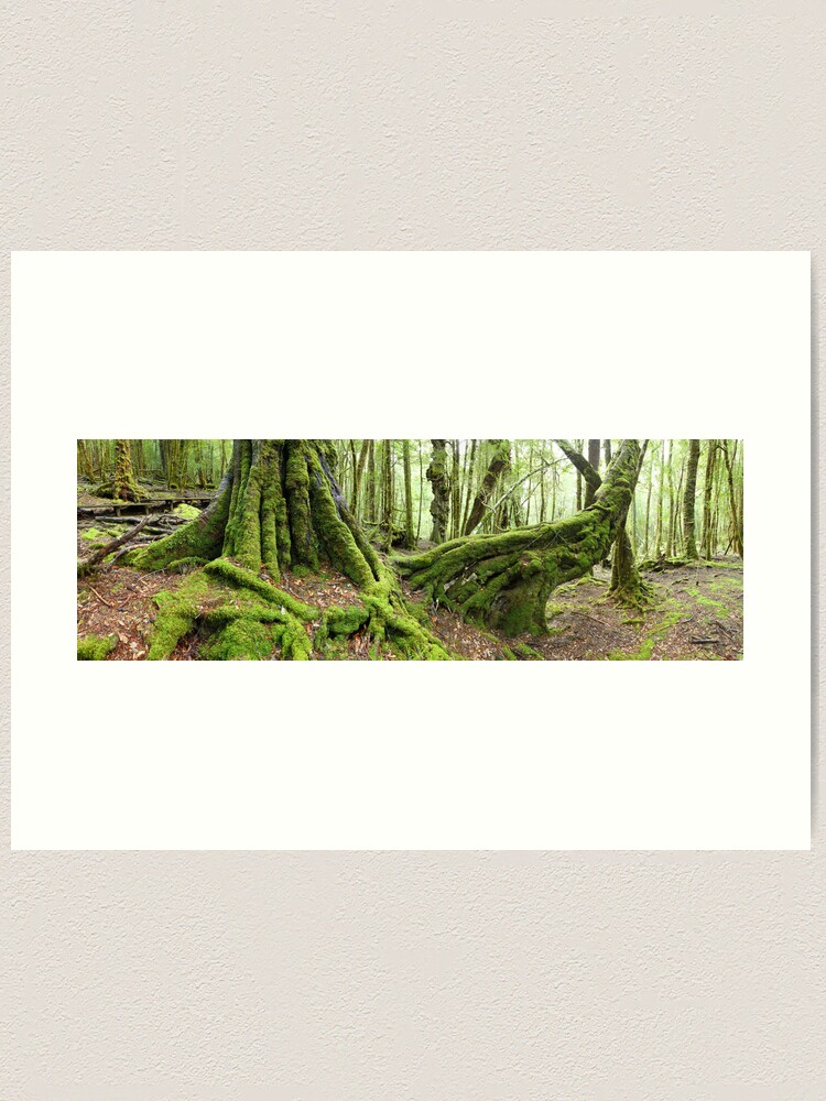 Alternate view of Mossy Myrtle Forest, Cradle Mountain, Tasmania Art Print