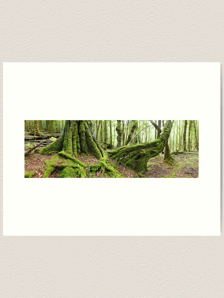 Alternate view of Mossy Myrtle Forest, Cradle Mountain, Tasmania Art Print