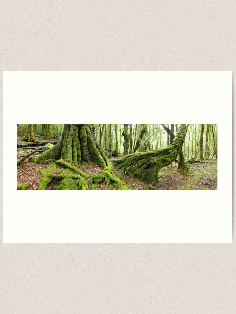 Alternate view of Mossy Myrtle Forest, Cradle Mountain, Tasmania Art Print
