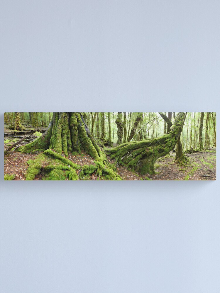 Alternate view of Mossy Myrtle Forest, Cradle Mountain, Tasmania Canvas Print