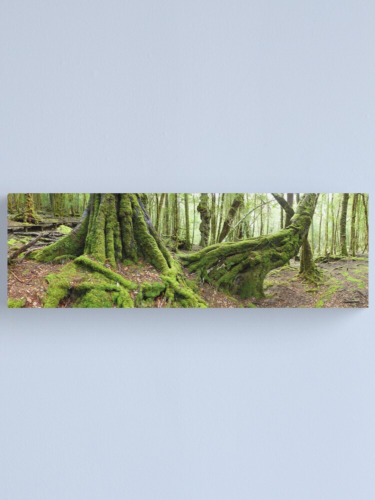 Alternate view of Mossy Myrtle Forest, Cradle Mountain, Tasmania Canvas Print
