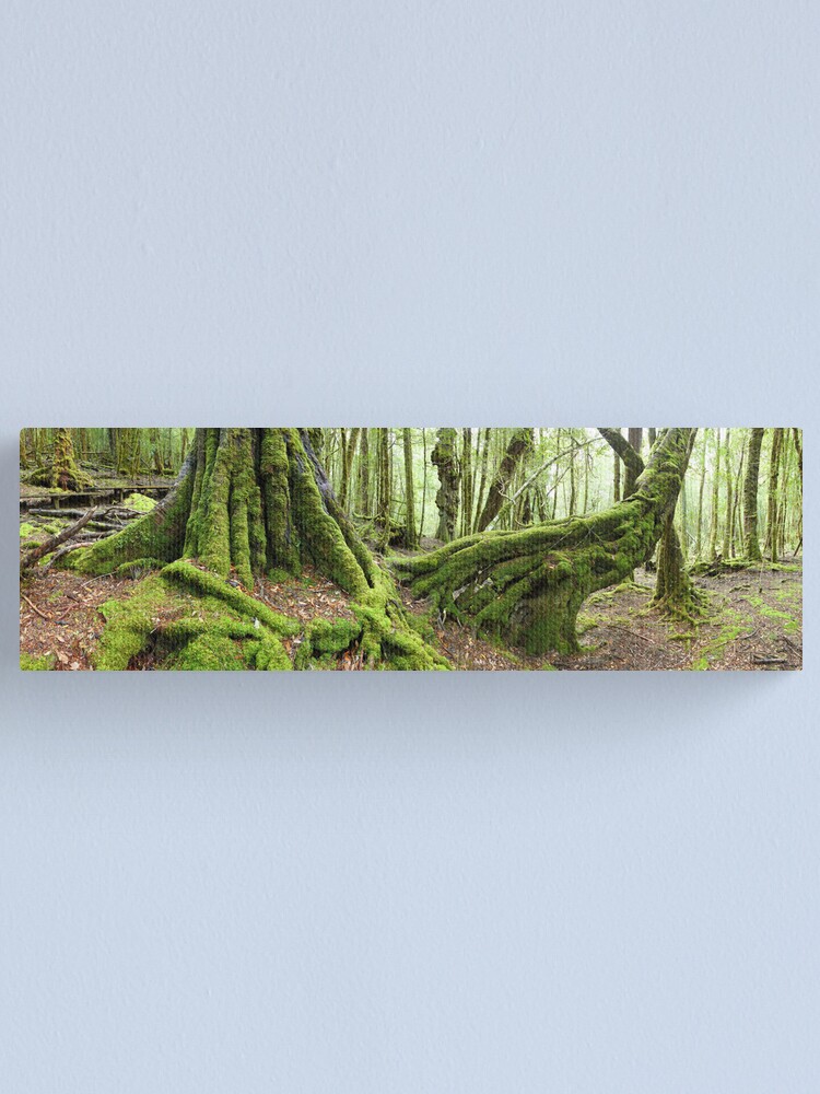 Alternate view of Mossy Myrtle Forest, Cradle Mountain, Tasmania Canvas Print