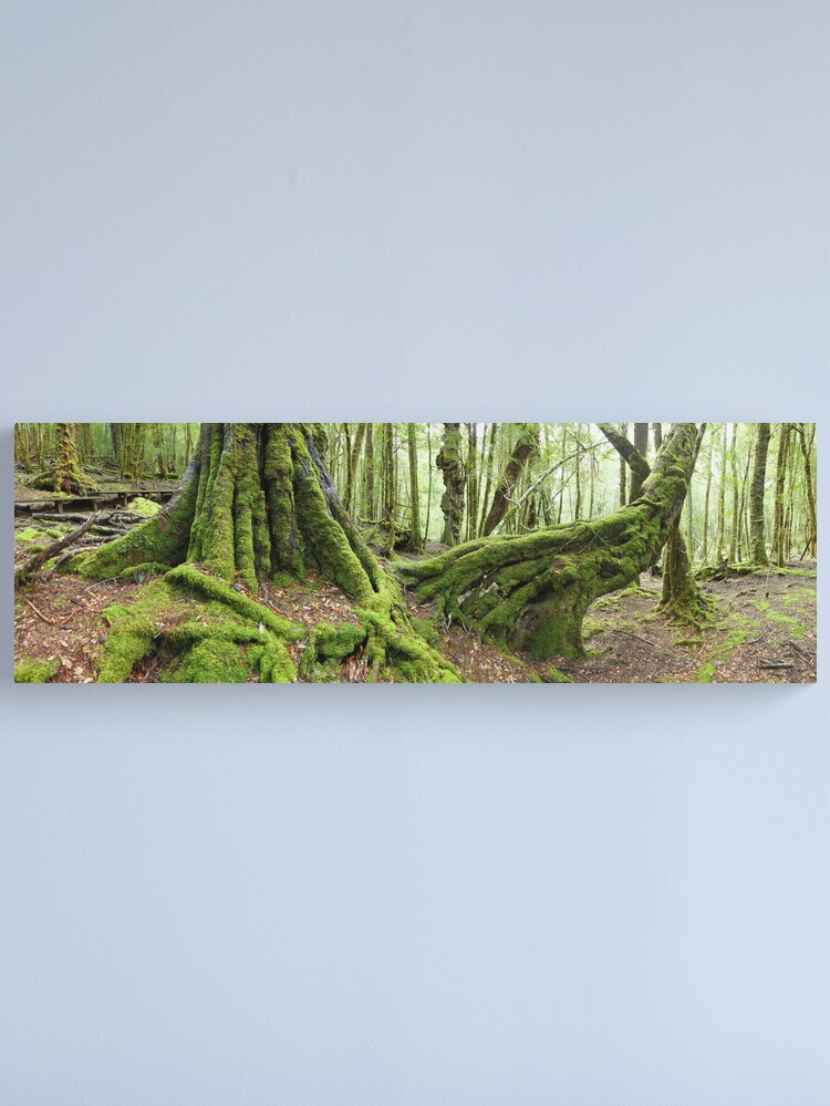 Alternate view of Mossy Myrtle Forest, Cradle Mountain, Tasmania Canvas Print