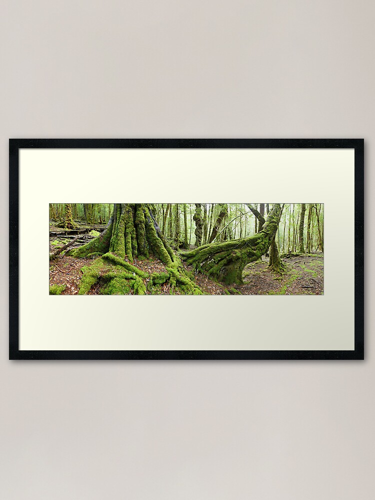 Alternate view of Mossy Myrtle Forest, Cradle Mountain, Tasmania Framed Art Print