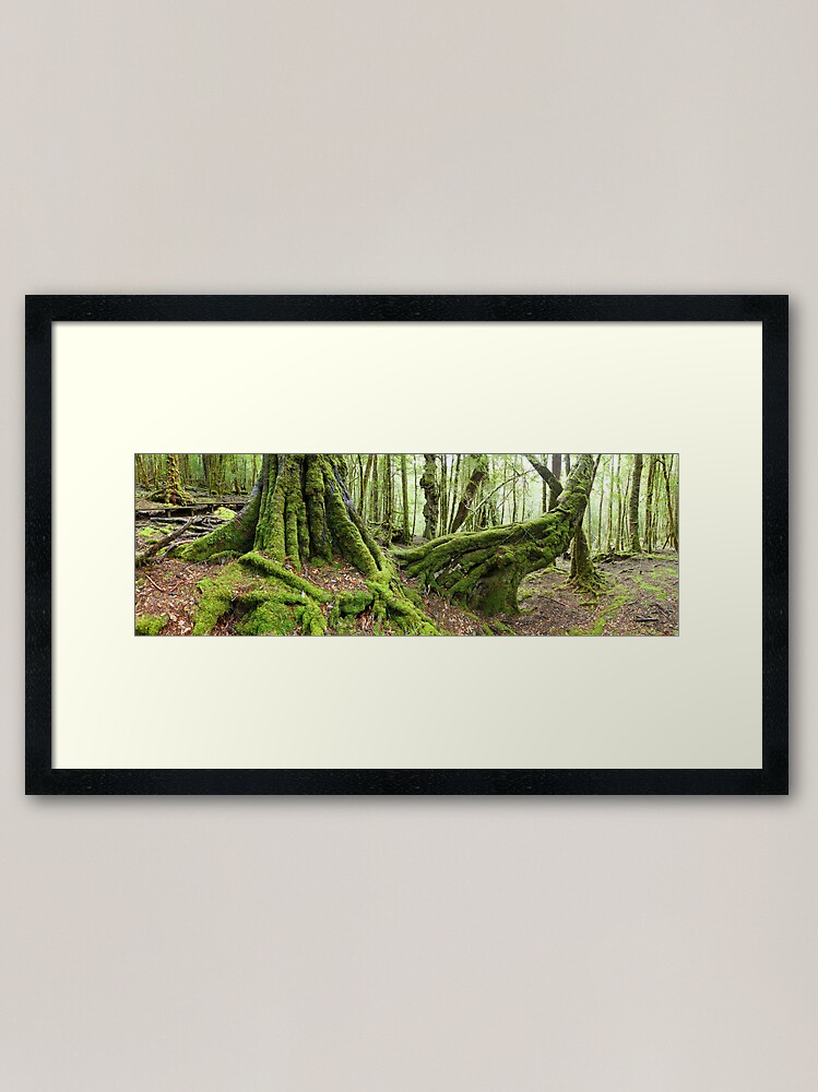 Alternate view of Mossy Myrtle Forest, Cradle Mountain, Tasmania Framed Art Print
