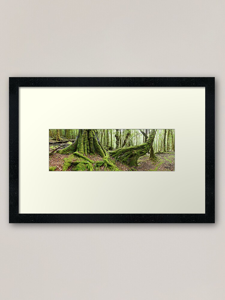 Alternate view of Mossy Myrtle Forest, Cradle Mountain, Tasmania Framed Art Print