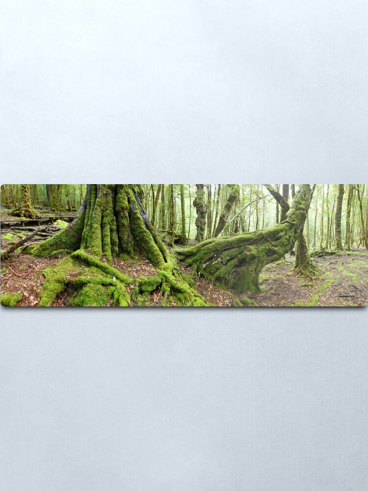 Alternate view of Mossy Myrtle Forest, Cradle Mountain, Tasmania Metal Print