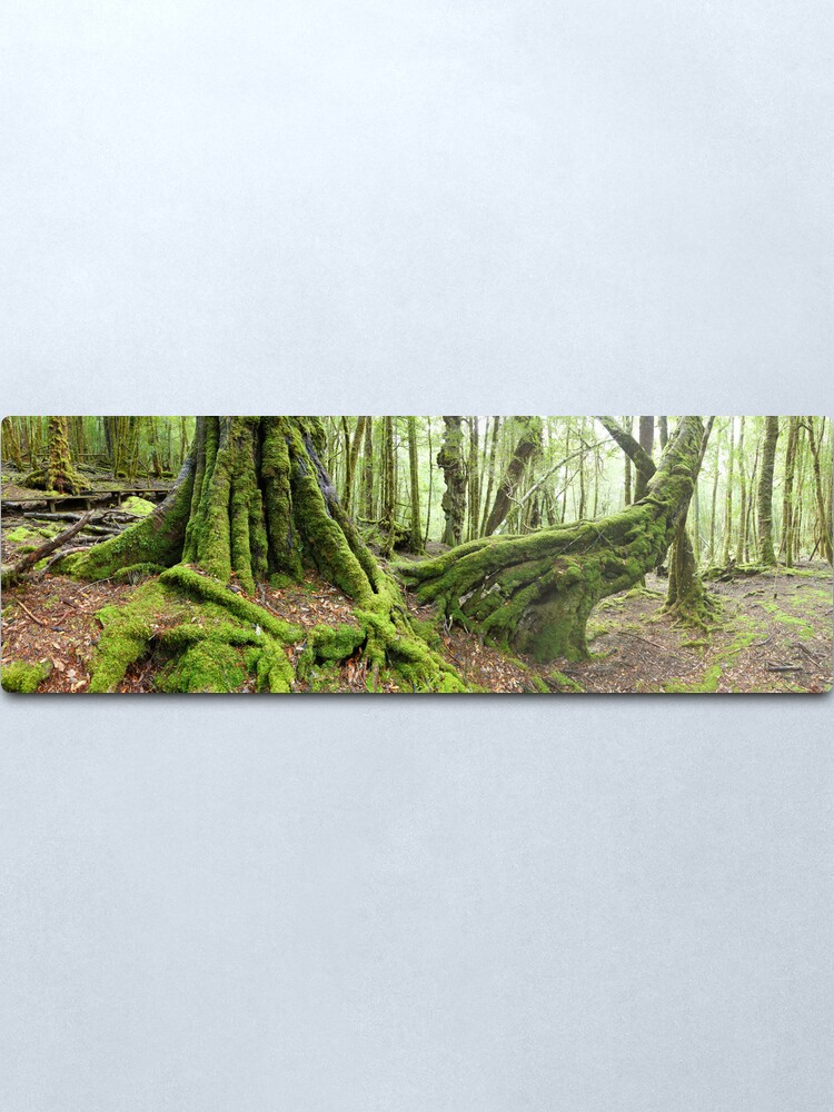 Alternate view of Mossy Myrtle Forest, Cradle Mountain, Tasmania Metal Print