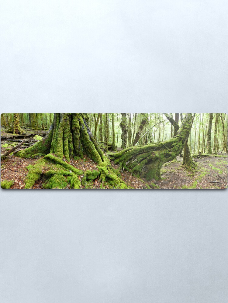 Alternate view of Mossy Myrtle Forest, Cradle Mountain, Tasmania Metal Print