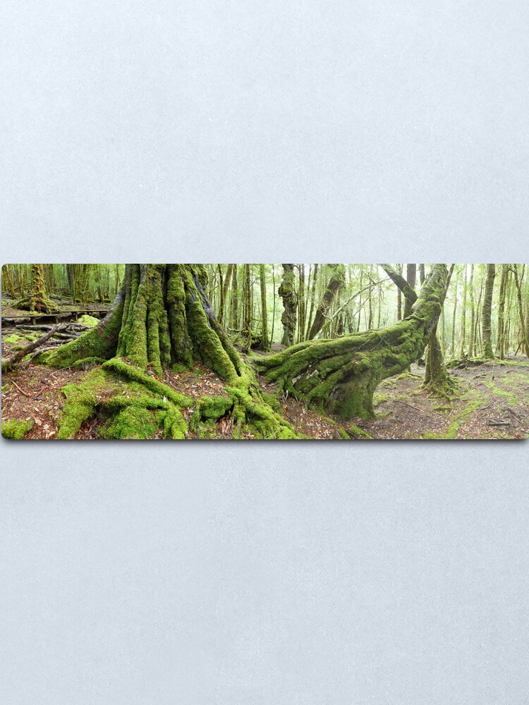 Alternate view of Mossy Myrtle Forest, Cradle Mountain, Tasmania Metal Print