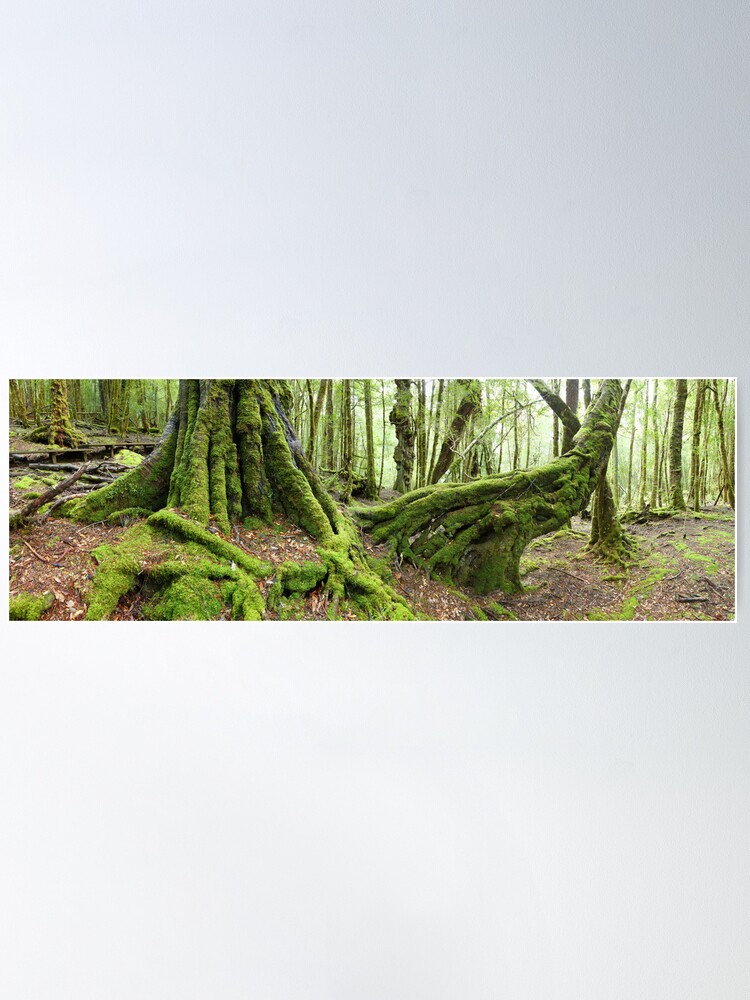 Alternate view of Mossy Myrtle Forest, Cradle Mountain, Tasmania Poster
