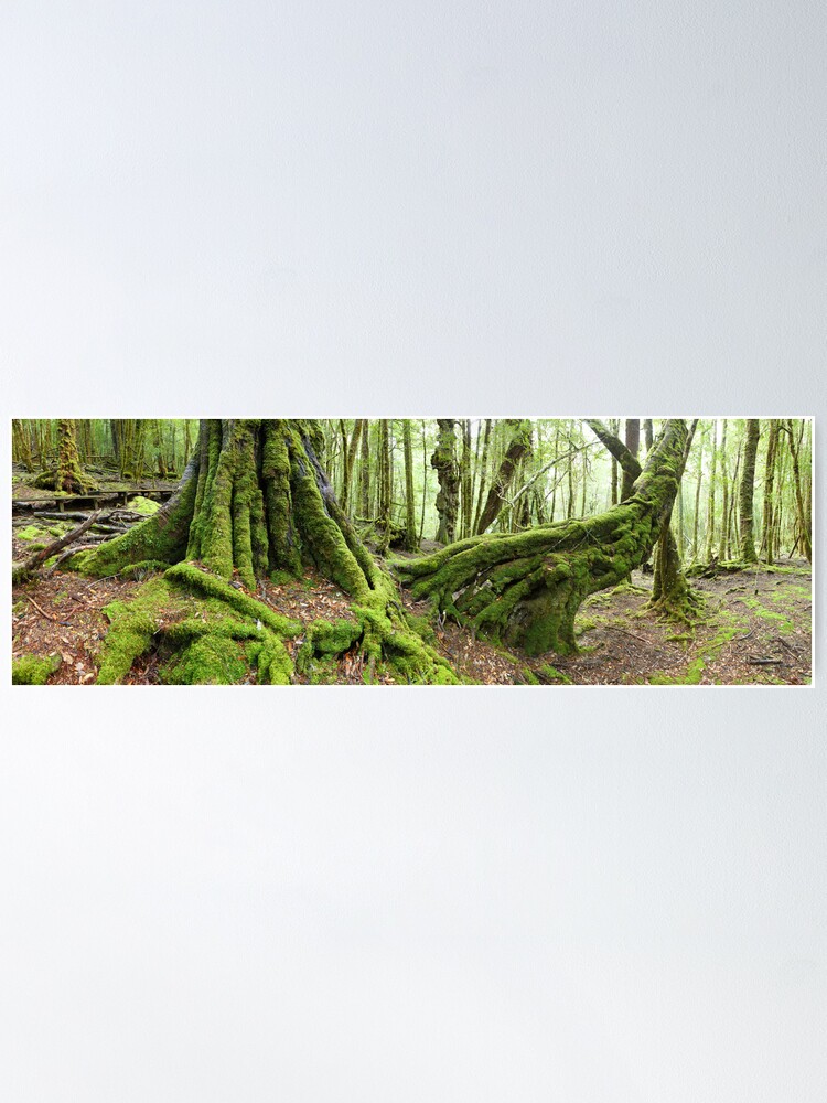 Alternate view of Mossy Myrtle Forest, Cradle Mountain, Tasmania Poster