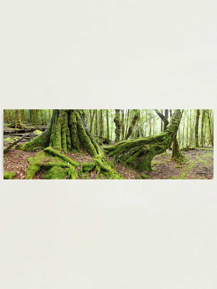 Alternate view of Mossy Myrtle Forest, Cradle Mountain, Tasmania Photographic Print