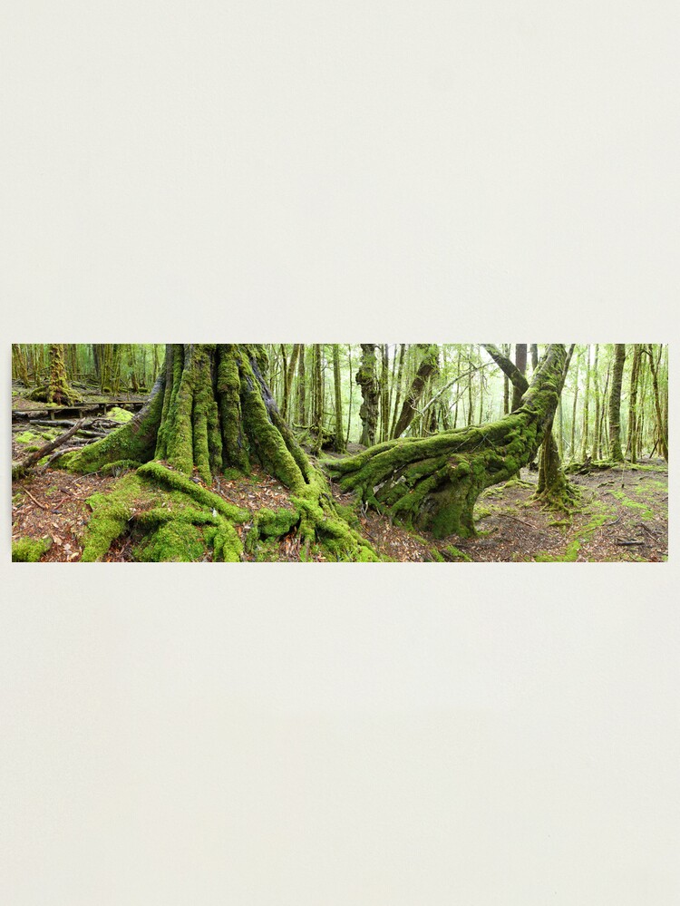 Alternate view of Mossy Myrtle Forest, Cradle Mountain, Tasmania Photographic Print