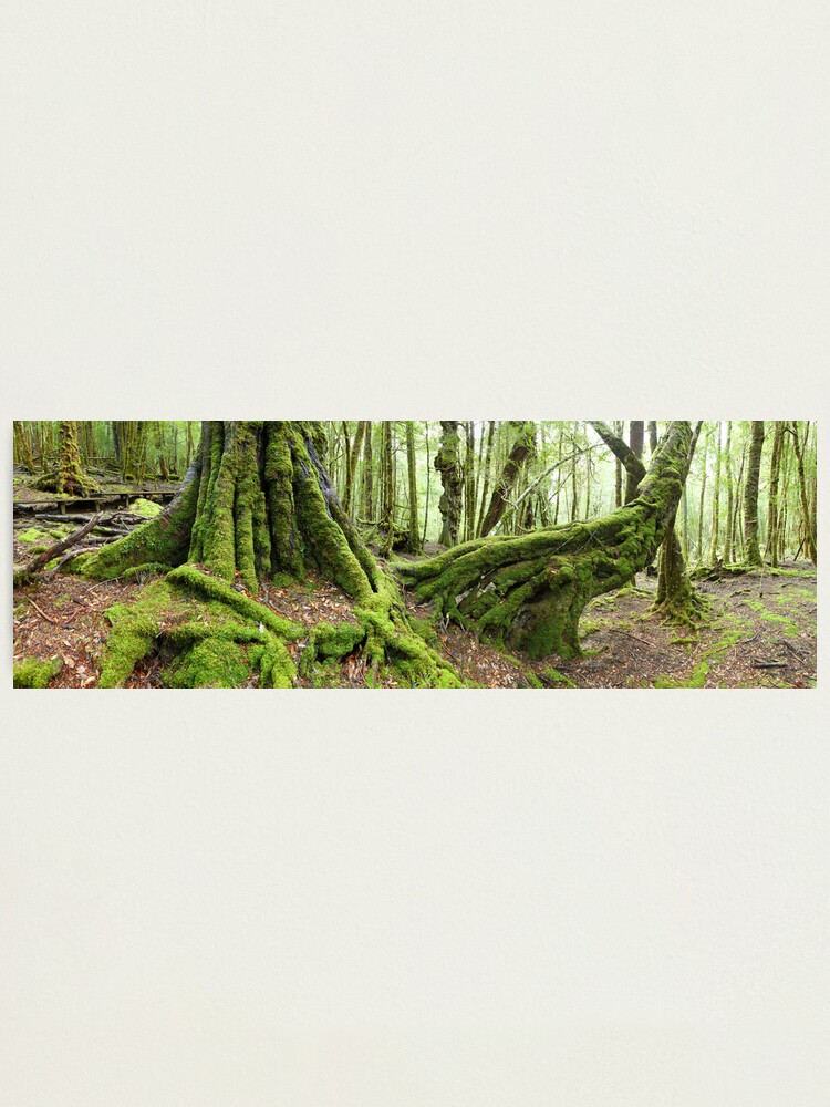 Alternate view of Mossy Myrtle Forest, Cradle Mountain, Tasmania Photographic Print