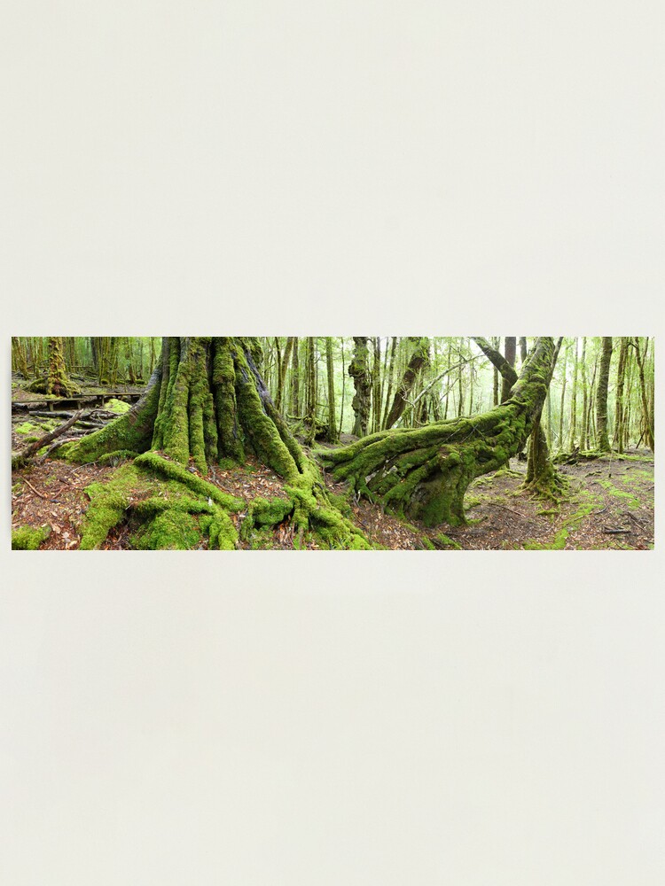 Alternate view of Mossy Myrtle Forest, Cradle Mountain, Tasmania Photographic Print