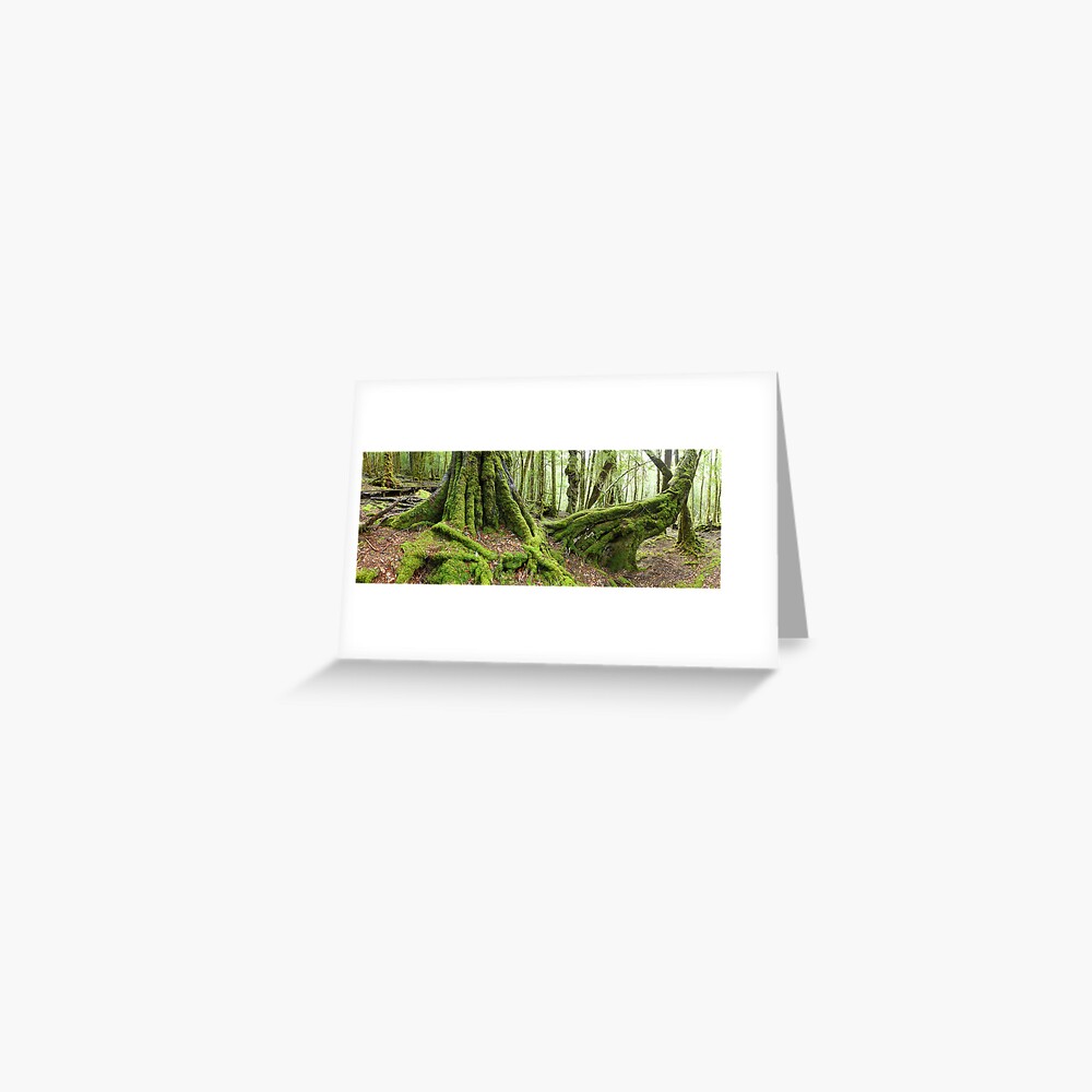 Mossy Myrtle Forest, Cradle Mountain, Tasmania Greeting Card