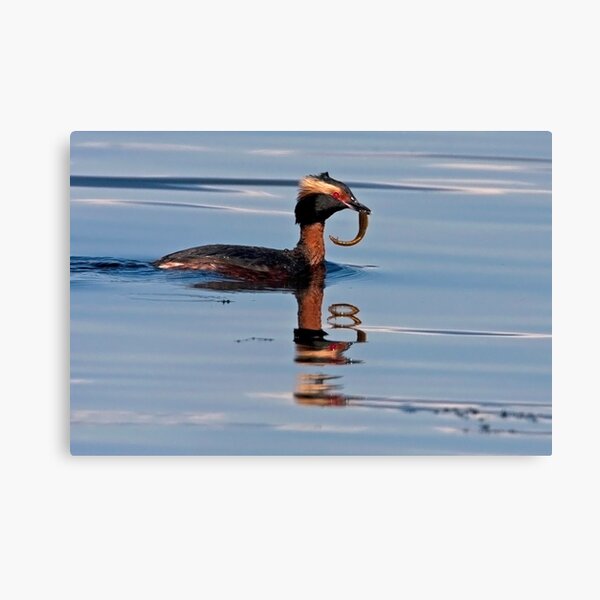 Horned Grebe Reflections Canvas Print