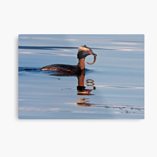 Horned Grebe Reflections Metallbild