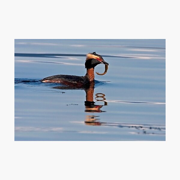 Horned Grebe Reflections Photographic Print