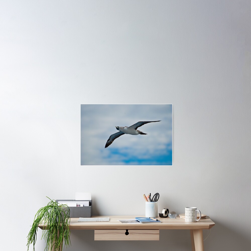 Seagull in Flight Poster