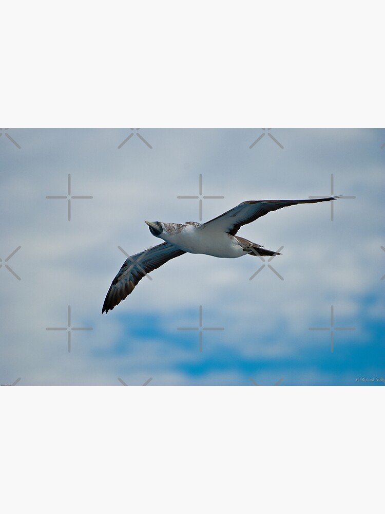 Seagull in Flight by photorolandi