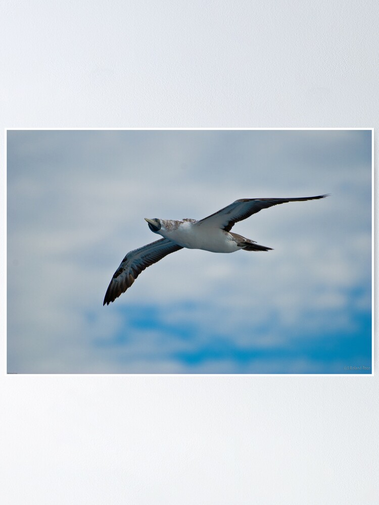Alternate view of Seagull in Flight Poster