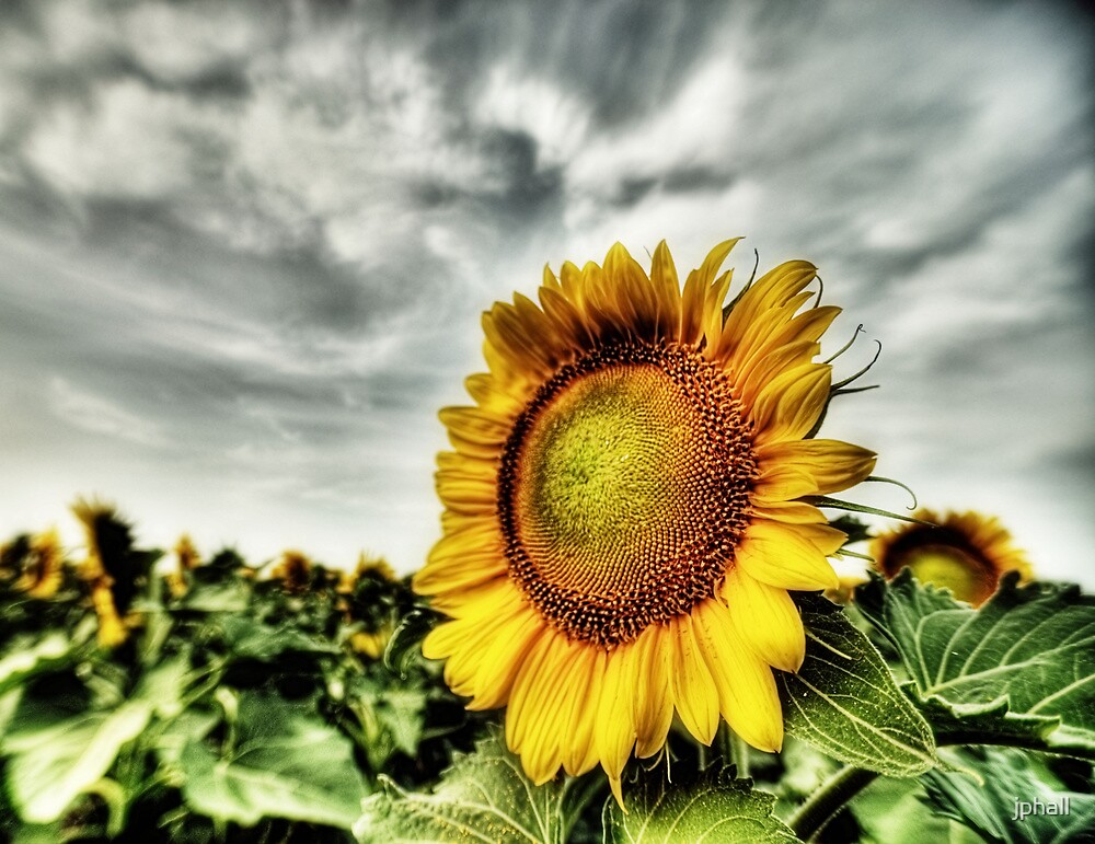 "Sunflower Field Hillsboro , Texas" by jphall Redbubble