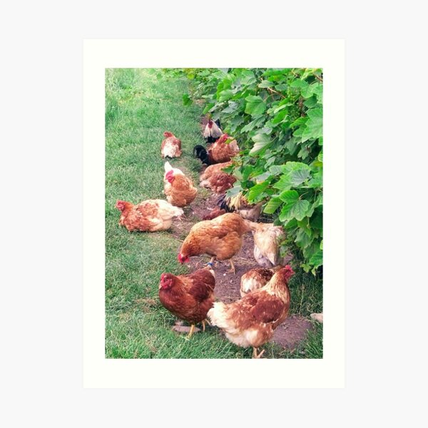 Vineyard With Chickens Art Print