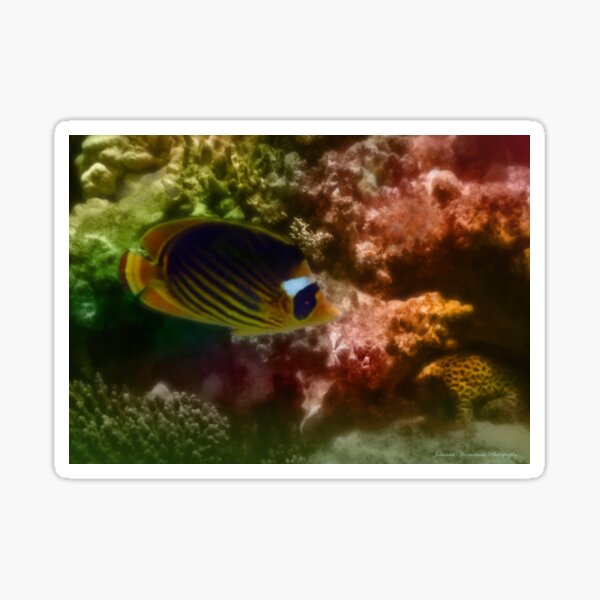 Sticker Falterfisch Redbubble