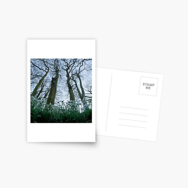 under the snowdrops and beeches Postcard