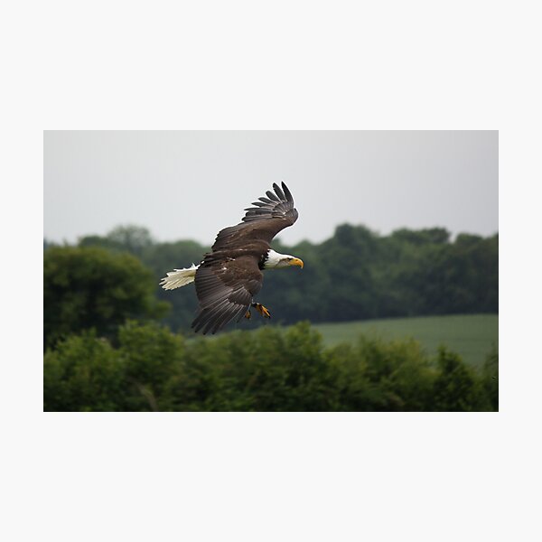 Item preview, Birds of Prey Series No 5 designed and sold by Dean messenger.