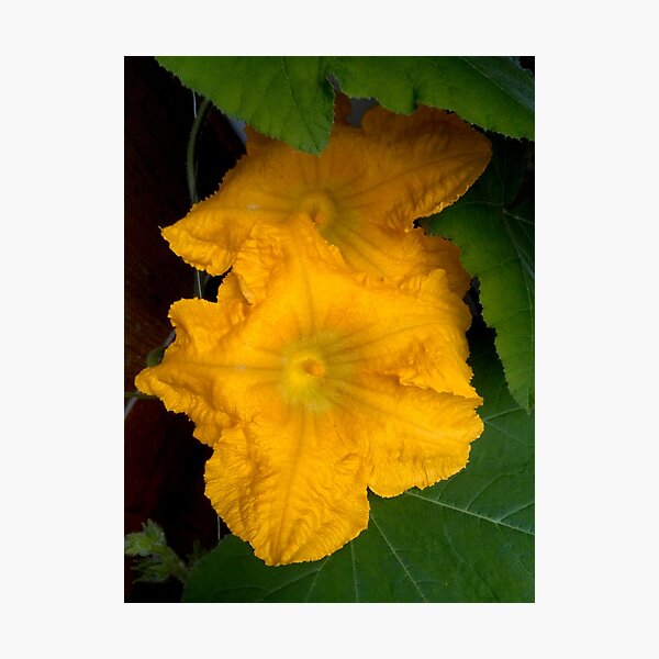 Item preview, Pumpkin Blossom designed and sold by hajarsdeco.