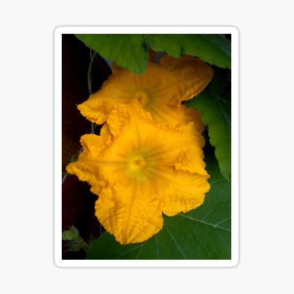 Item preview, Pumpkin Blossom designed and sold by hajarsdeco.