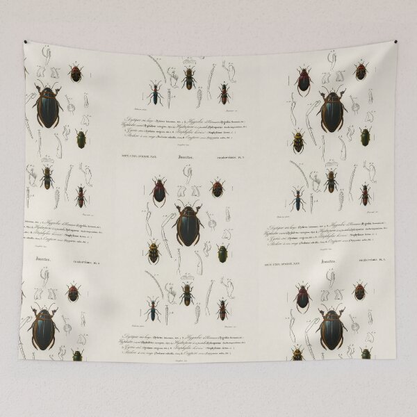 Aperçu de l'œuvre water Beetles bug vintage illustration créée et vendue par Vintage Designs +.