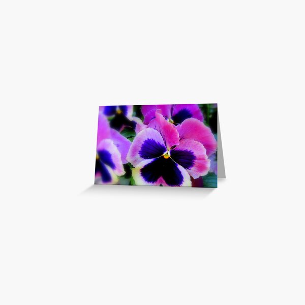 Perfect Pansies Greeting Card