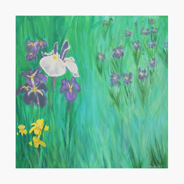 Blue Iris Photographic Print