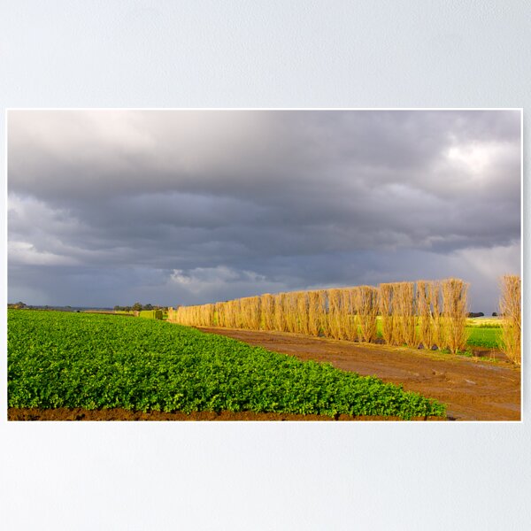Item preview, Carrot farming, Cardinia, Gippsland, Victoria. designed and sold by johnrf.