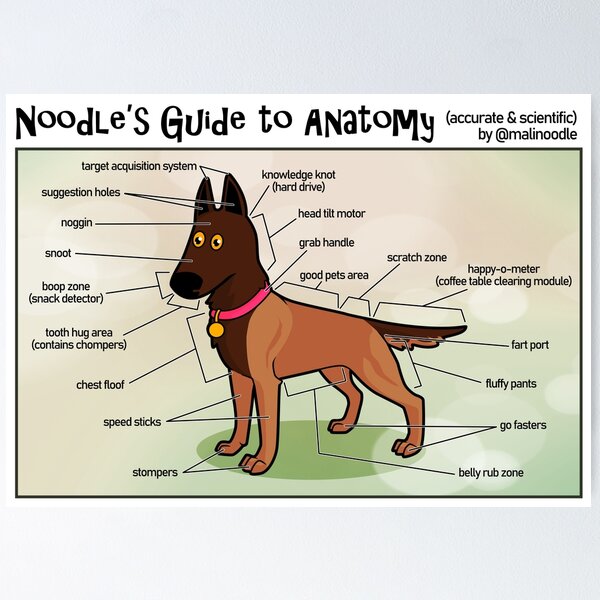 Noodle's Guide to Anatomy (English) Poster
