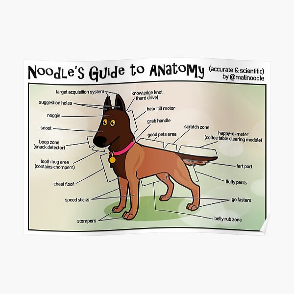 Noodle's Guide to Anatomy (English) Poster