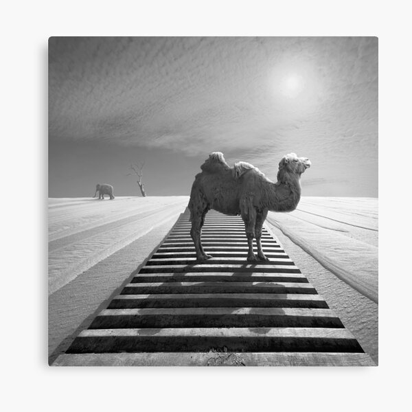 Camel trophy Canvas Print