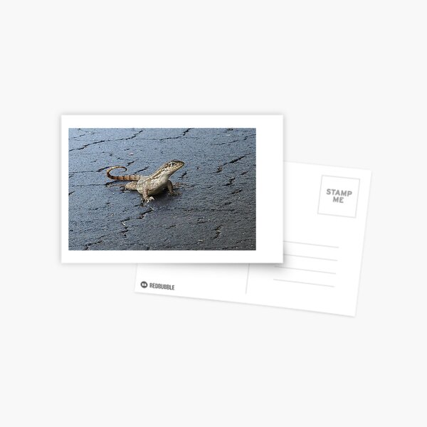 First Incursion - Curly Tailed Lizard Postcard