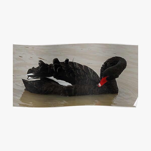 Black Swan Poster