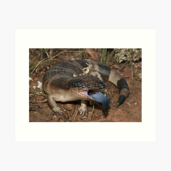 Item preview, Tiliqua Occipitalis_Burra area_SA designed and sold by tiliqua.