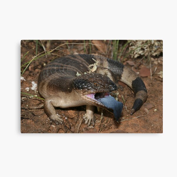 Item preview, Tiliqua Occipitalis_Burra area_SA designed and sold by tiliqua.