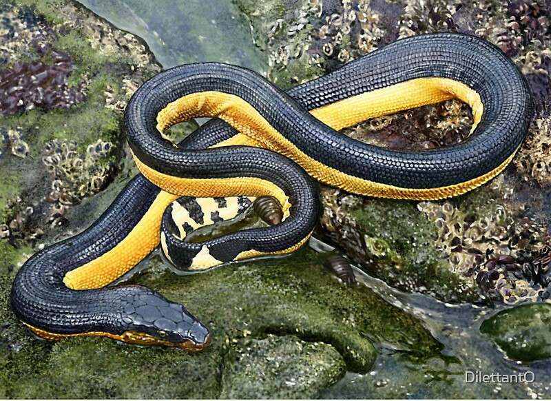 Yellow Bellied Seasnake Pelamis Platurus Digital Painting Not A