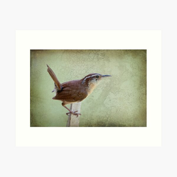 Item preview, Mama Wren designed and sold by Bonnie T.  Barry.